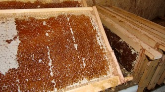 Bienenhonig