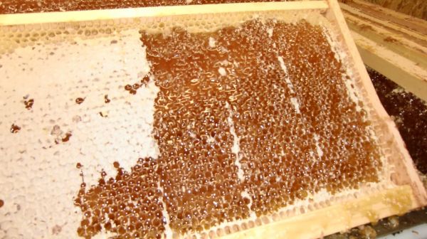Honig, 1000g Eimerchen, Waldhonig, Bienenhonig, Tannenhonig, aus eigener Imkerei, honig, honey, miel, miele